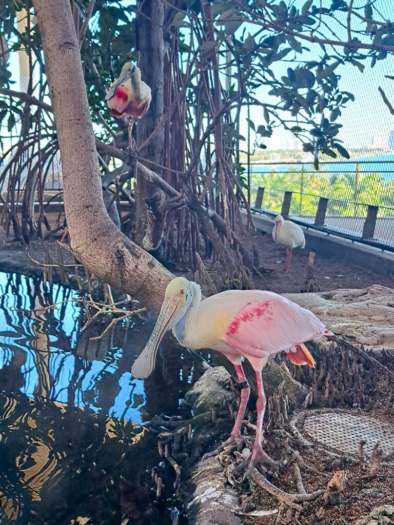 Faces of Miami - Das Frost Science Museum 12 Diese Wasservögel leben in den Mangroven - Vorsicht bissig.