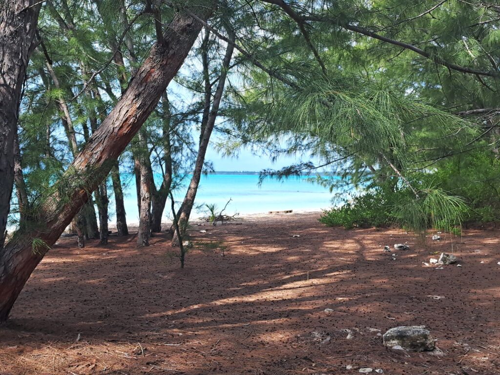 Bahamas - Eleuthera - Goulding Cay - die zwei Seiten eines Ozeans 3 Wald Eleuthera