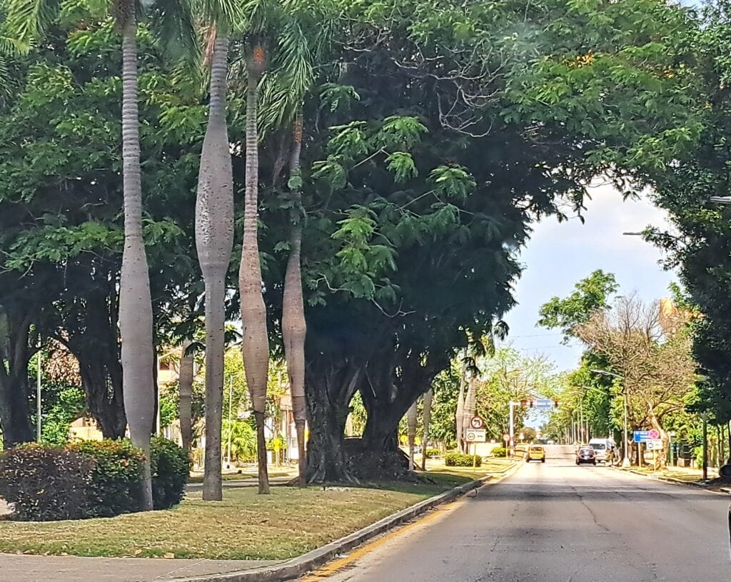 Überall überbordende Flora 