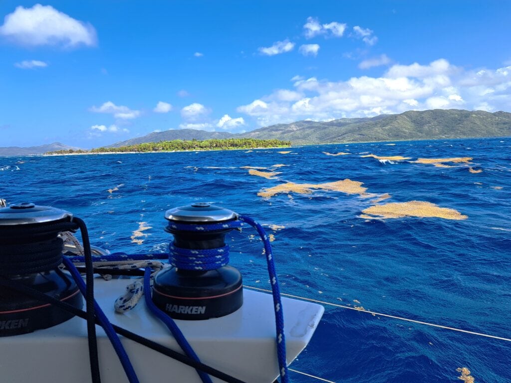 Überfahrt von Kuba - Westküste - zu den Bay Islands von Honduras 5 Grosse Saragossa Gras Felder gibt es auch vor den Bay Islands in Honduras
