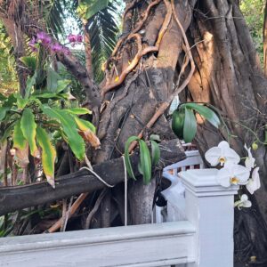 BLOG Weltumsegelung 7 Key West der südlichste Punkt der USA