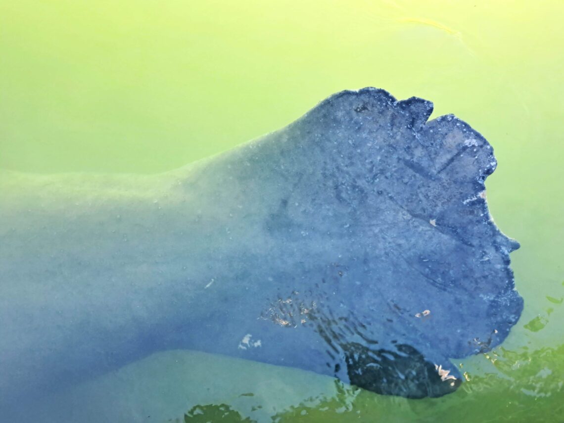 Tierwelt Florida Keys - Von Seekühen und Pelikanen - Kolosse des Meeres und Kolosse der Lüfte 1 Schwanzflosse einer Seekuh