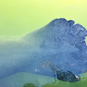 BLOG Weltumsegelung 12 Schwanzflosse einer Seekuh