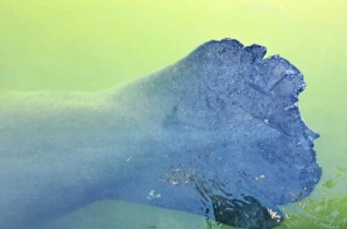 Schwanzflosse einer Seekuh