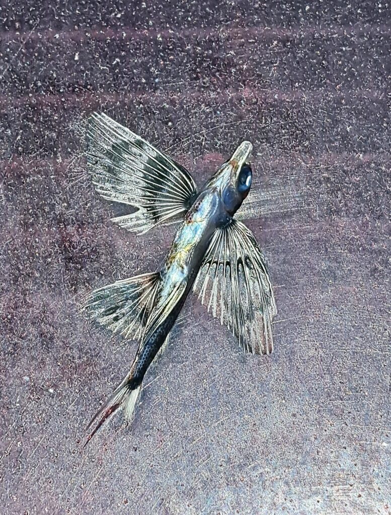Karibik - Tagebuch - Band II - Nr. 34 2 Fliegende Fische verirren sich immer wieder mal an Deck, nicht alle schaffen es zurück ins Meer.