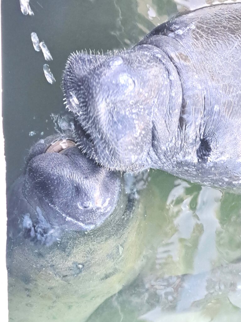 Tierwelt Florida Keys - Von Seekühen und Pelikanen - Kolosse des Meeres und Kolosse der Lüfte 10 Gemeinsam trinken