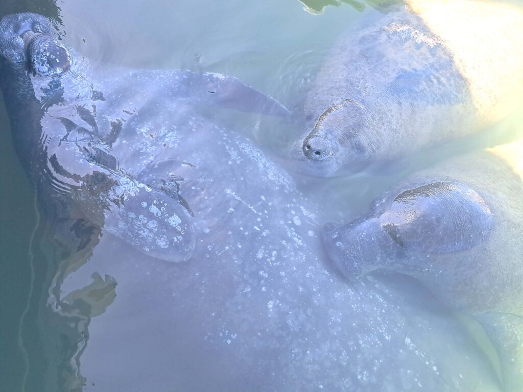Tierwelt Florida Keys - Von Seekühen und Pelikanen - Kolosse des Meeres und Kolosse der Lüfte 17 Gruppen Seekuehe warten auf Wasser