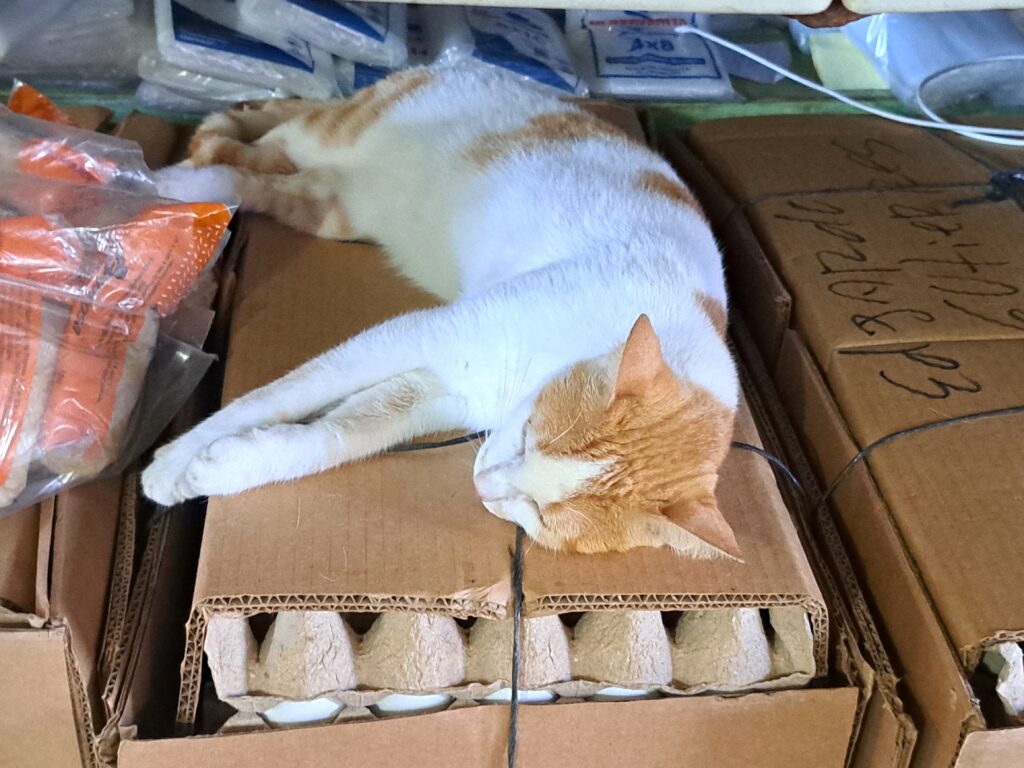 Karibik - Tagebuch - Band II - Nr. 35 3 Katze in Bonacca schläft aur Eierkarton