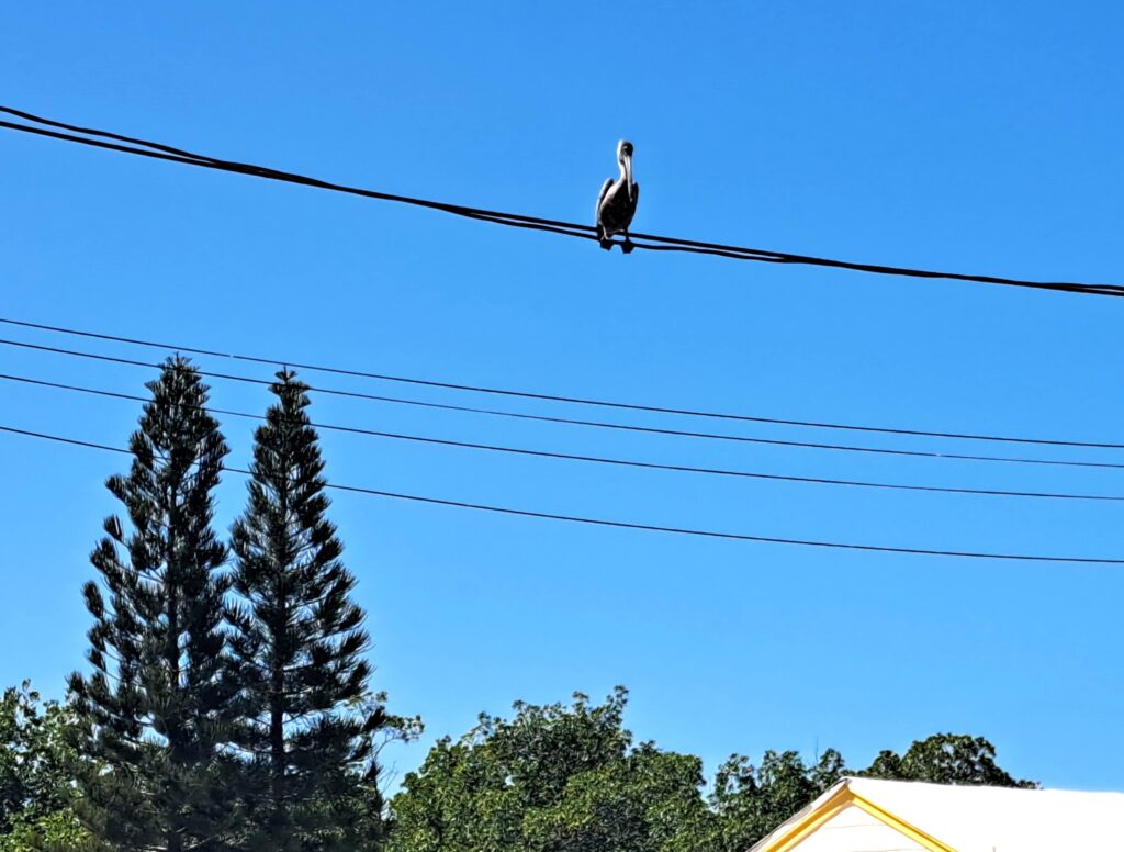 Tierwelt Florida Keys - Von Seekühen und Pelikanen - Kolosse des Meeres und Kolosse der Lüfte 4 Pelikan auf Hochspannungsleitung
