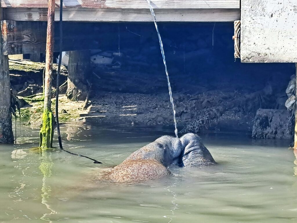 Tierwelt Florida Keys - Von Seekühen und Pelikanen - Kolosse des Meeres und Kolosse der Lüfte 12 Seekuch Fischer 1