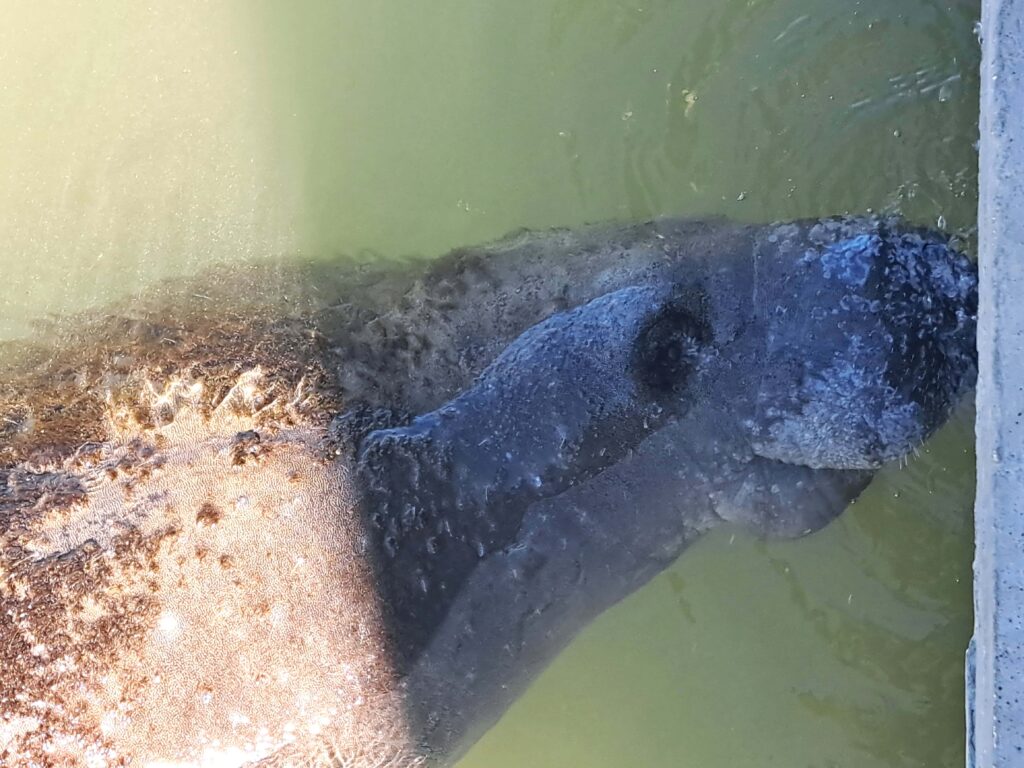Tierwelt Florida Keys - Von Seekühen und Pelikanen - Kolosse des Meeres und Kolosse der Lüfte 7 Seekuh 1