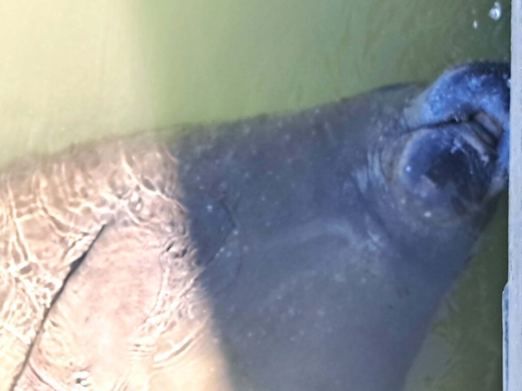 Tierwelt Florida Keys - Von Seekühen und Pelikanen - Kolosse des Meeres und Kolosse der Lüfte 13 Seekuh 2