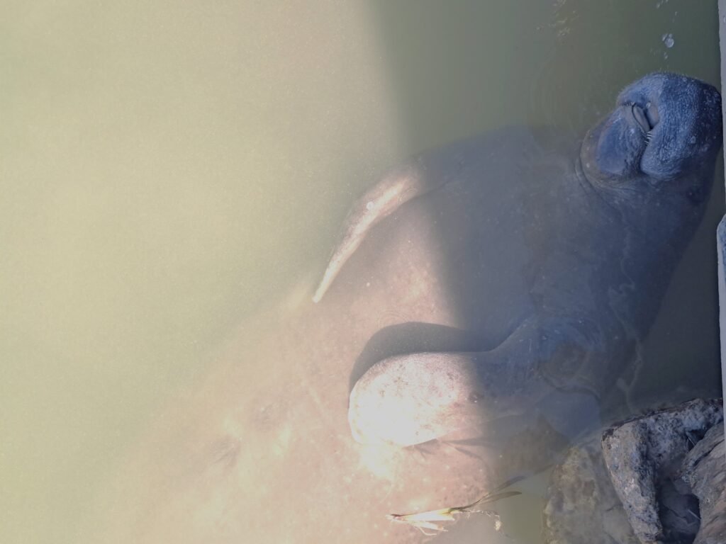 Tierwelt Florida Keys - Von Seekühen und Pelikanen - Kolosse des Meeres und Kolosse der Lüfte 14 Seekuh 3