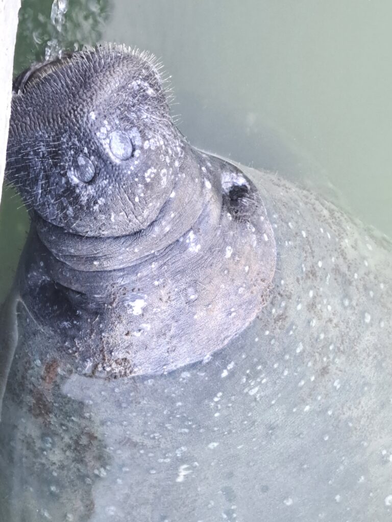 Tierwelt Florida Keys - Von Seekühen und Pelikanen - Kolosse des Meeres und Kolosse der Lüfte 8 Seekuh Gesicht