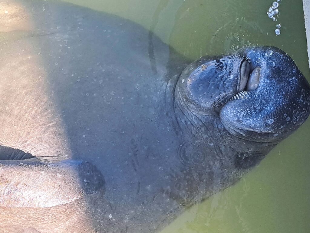Tierwelt Florida Keys - Von Seekühen und Pelikanen - Kolosse des Meeres und Kolosse der Lüfte 15 Seekuh Ruecken