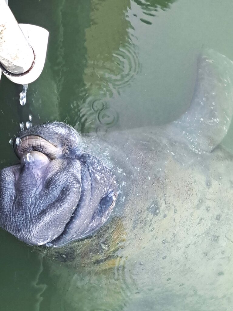 Tierwelt Florida Keys - Von Seekühen und Pelikanen - Kolosse des Meeres und Kolosse der Lüfte 9 Seekuh Trinkfoto