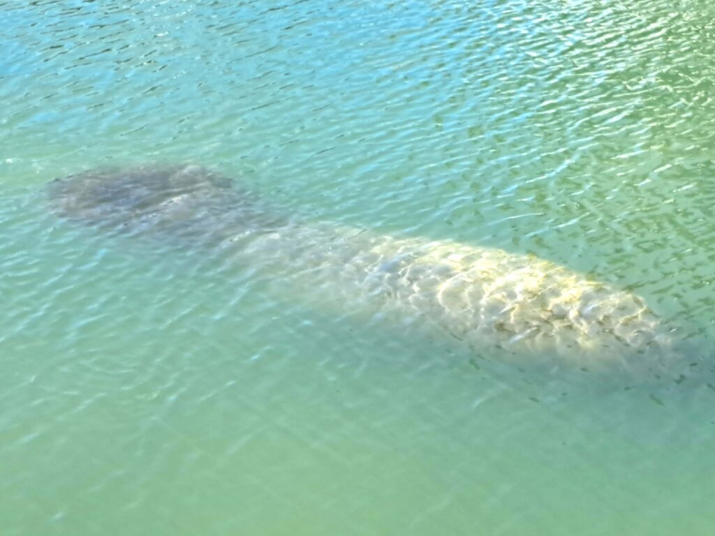 Tierwelt Florida Keys - Von Seekühen und Pelikanen - Kolosse des Meeres und Kolosse der Lüfte 5 Seekuh in voller Laenge
