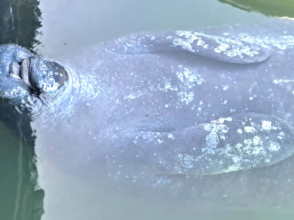 Tierwelt Florida Keys - Von Seekühen und Pelikanen - Kolosse des Meeres und Kolosse der Lüfte 16 Seekuh trinkt auf Ruecken