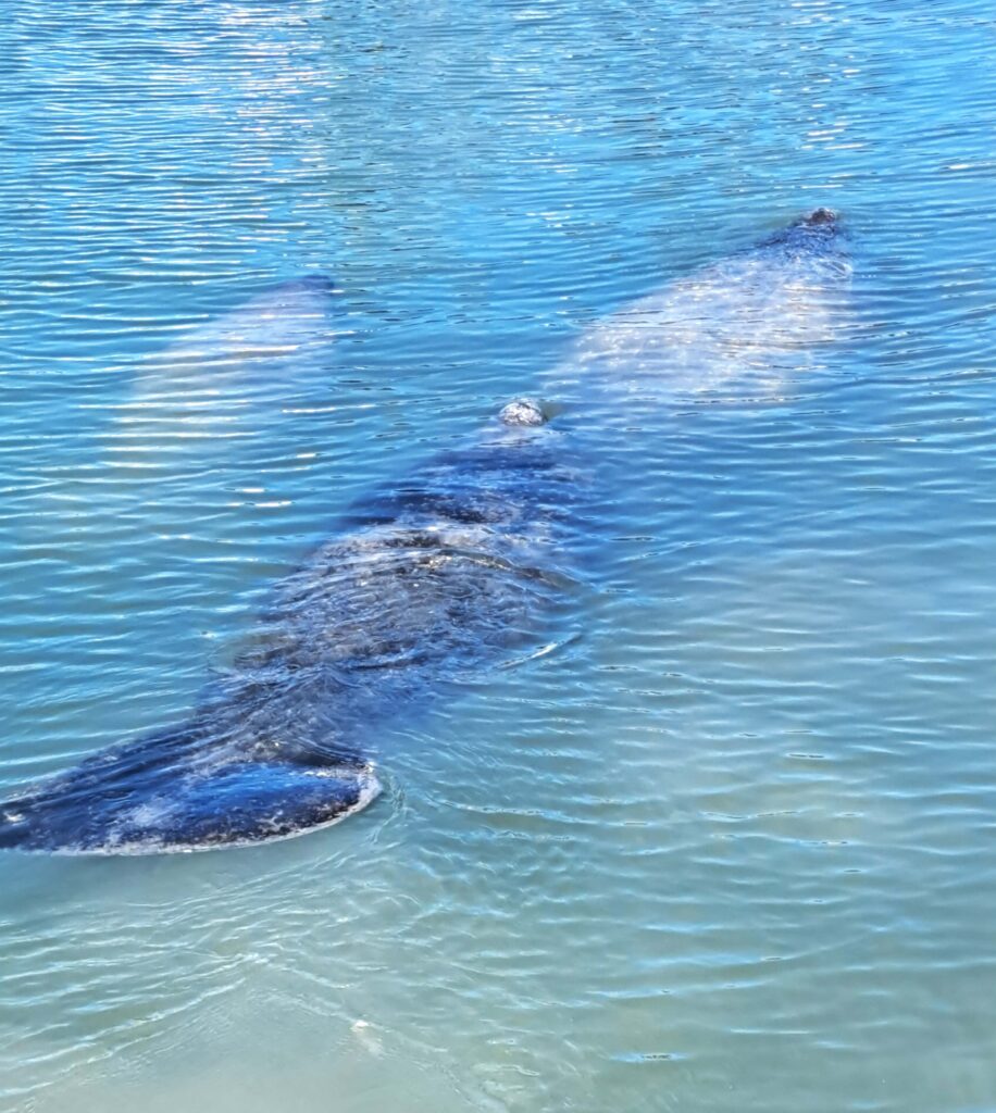 Tierwelt Florida Keys - Von Seekühen und Pelikanen - Kolosse des Meeres und Kolosse der Lüfte 6 schwimmende Seekuehe