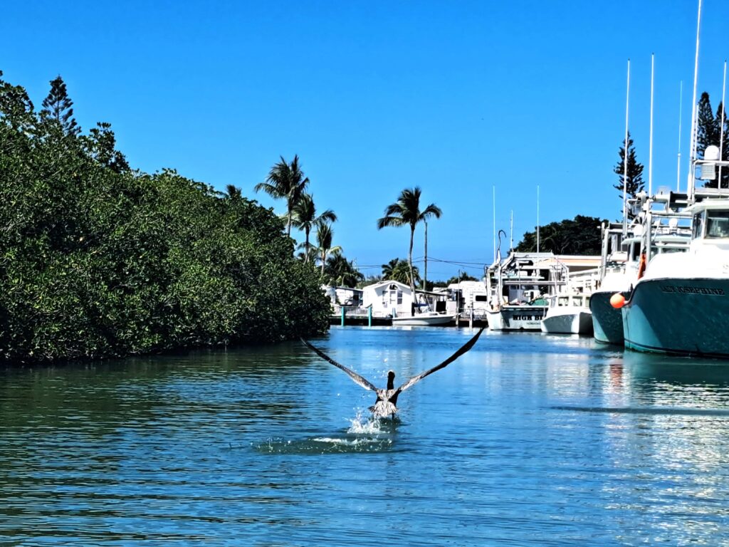 Tierwelt Florida Keys - Von Seekühen und Pelikanen - Kolosse des Meeres und Kolosse der Lüfte 2 startender Pelikan