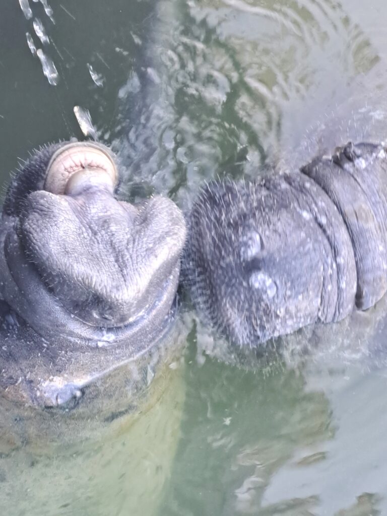 Tierwelt Florida Keys - Von Seekühen und Pelikanen - Kolosse des Meeres und Kolosse der Lüfte 11 zwei Seekuehe