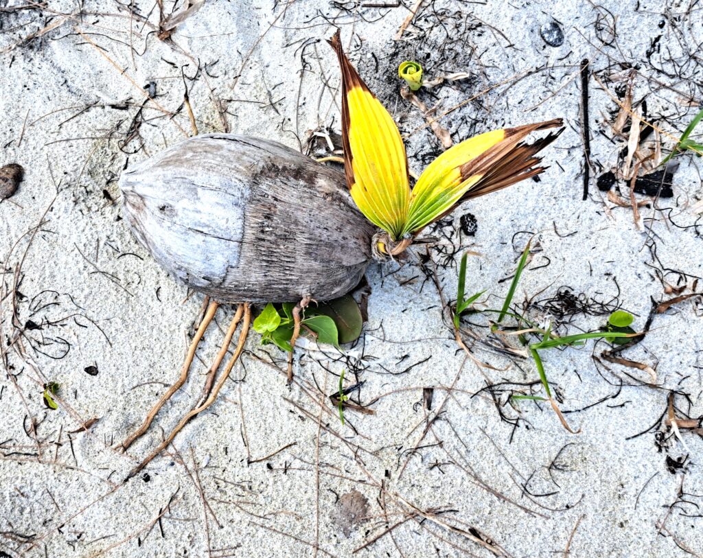 Die Bay Islands von Honduras - Guanaja 33 Natur Pur: Diese Kokosnuss wurde an den Strand gespült und schlägt bereits Wurzeln