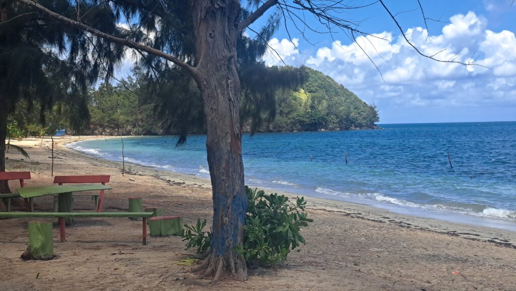 Die Bay Islands von Honduras - Guanaja 28 Baum am Strand