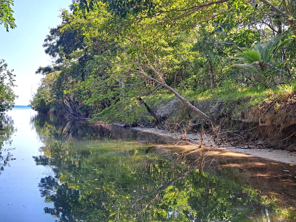 Die Bay Islands von Honduras - Guanaja 13 Durchfahrt Mangroven