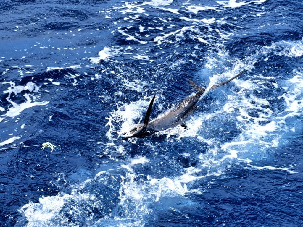 Karibik - Tagebuch - Band II - Nr. 38 10 Ein Segelfisch auch Sailfisch genannt hat gebissen.
