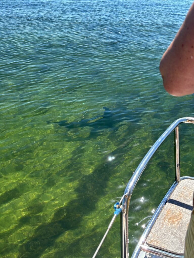 Gastbeitrag Gordon: Segeln mit Hammerhai und Krokodil – 10 Tage auf Abenteuerkurs in Florida 7 Hammerhai schwimmt ums Boot