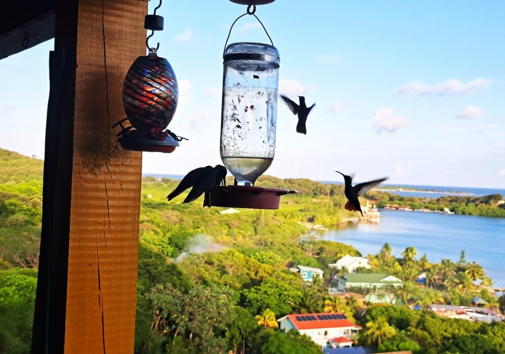 Die Bay Islands von Honduras - Guanaja 19 Kolibris werden gefüttert