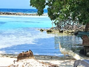 Blue Joline – Unser Weltumsegelung Blog 15 Roatan: 1. Besuch von "Little French Key" - Bay Islands Honduras