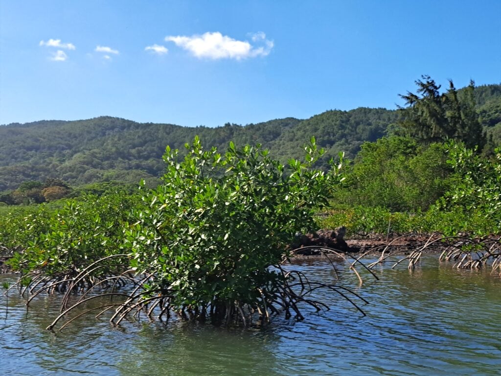 Die Bay Islands von Honduras - Guanaja 12 Ausgedehnte Mangrovensümpfe