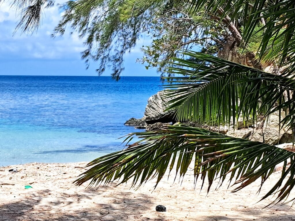 Die Bay Islands von Honduras - Guanaja 31 Palmen am Strand