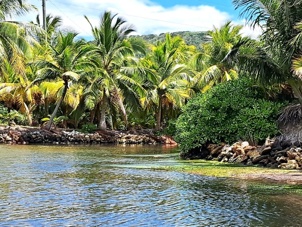Die Bay Islands von Honduras - Guanaja 22 Palmen und Mangroven
