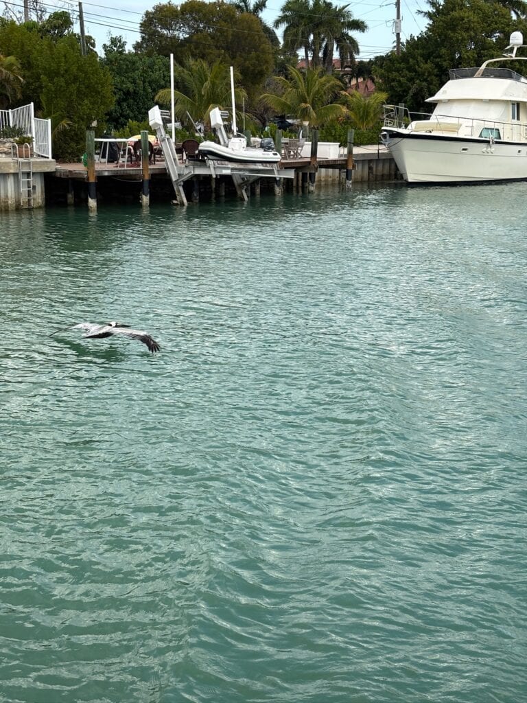Gastbeitrag Gordon: Segeln mit Hammerhai und Krokodil – 10 Tage auf Abenteuerkurs in Florida 8 Pelikan im Landeanflug