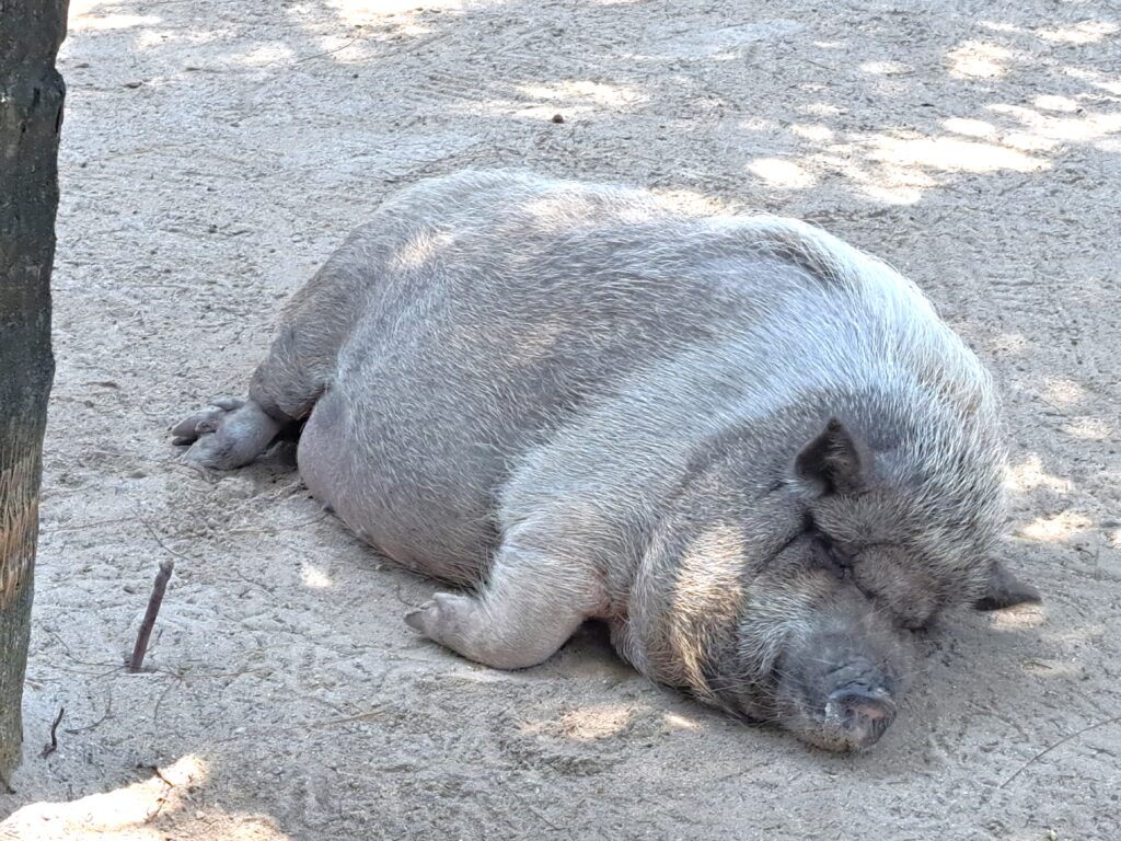 Karibik - Tagebuch - Band II - Nr. 37 7 Ein Schwein auf French Cay genießt die Ruhe, heute sind keine Kreuzfahrtschiffe da.