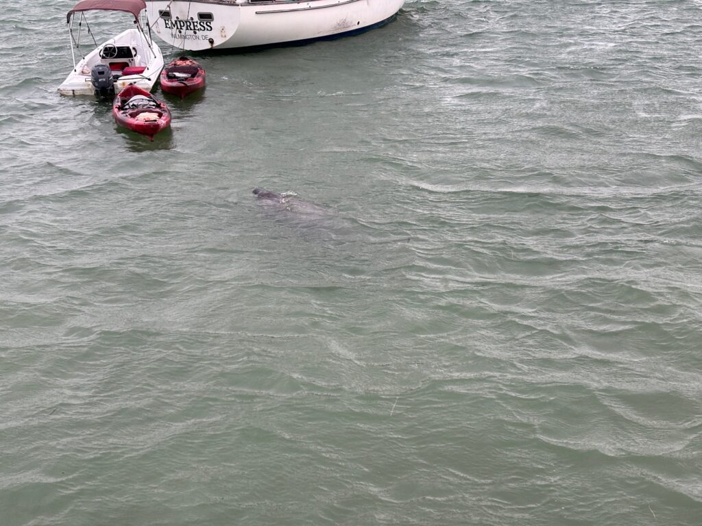 Gastbeitrag Gordon: Segeln mit Hammerhai und Krokodil – 10 Tage auf Abenteuerkurs in Florida 9 Auf den Florida Keys gibt es Seekühe