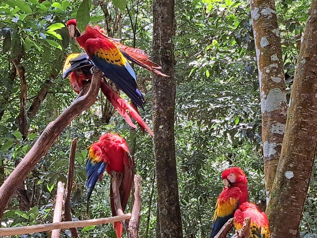 Der Gumbalimbapark Südküste Roatan West End - Bay Islands Honduras 10 20250513 112048