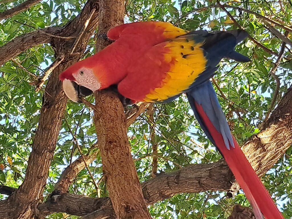 Roatan: 3. Besuch von "Bradys Cay" - Bay Islands Honduras 10 BC 5