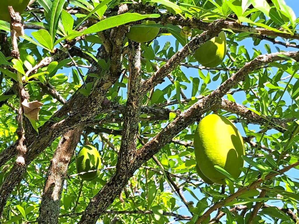 Roatan: 3. Besuch von "Bradys Cay" - Bay Islands Honduras 9 BC 8