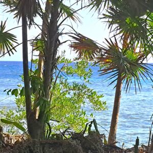 Roatan: 3. Besuch von "Bradys Cay" - Bay Islands Honduras