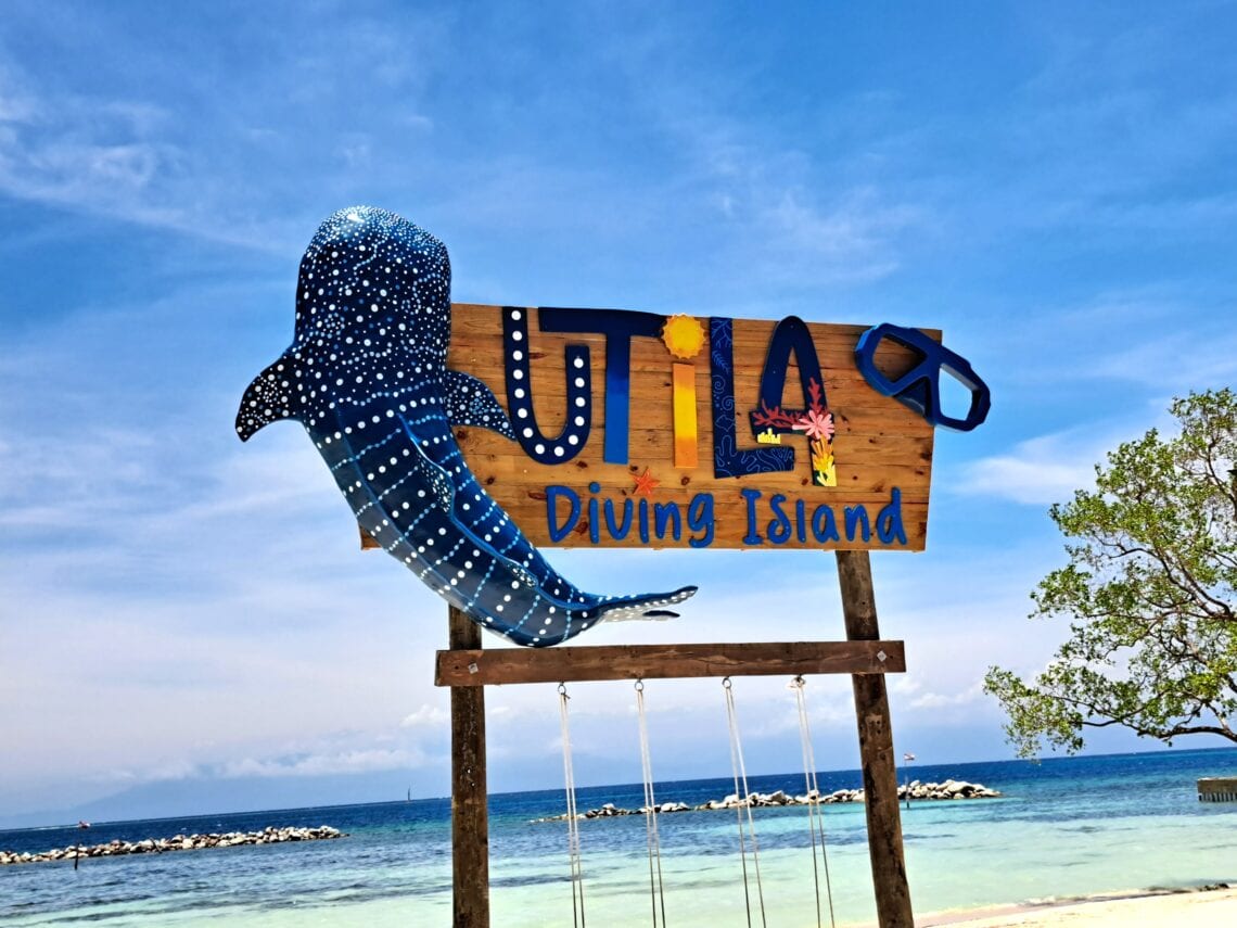 Beitragsbild Utila Tigerhai