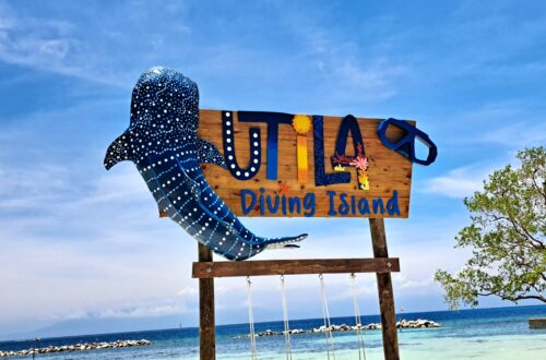 Beitragsbild Utila Tigerhai