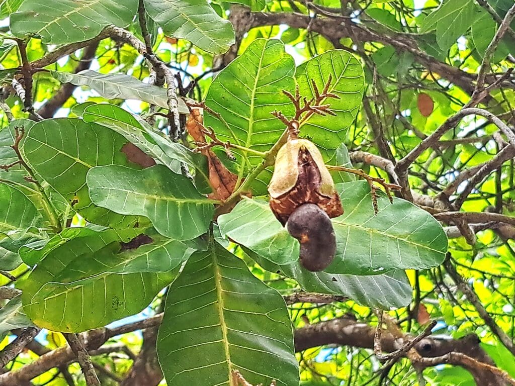 Der Gumbalimbapark Südküste Roatan West End - Bay Islands Honduras 6 Cashewnuss Baum