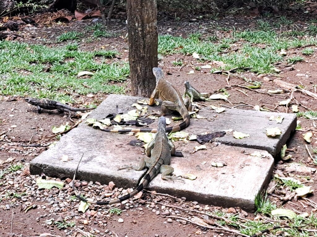 Der Gumbalimbapark Südküste Roatan West End - Bay Islands Honduras 8 Iguanafuetterung