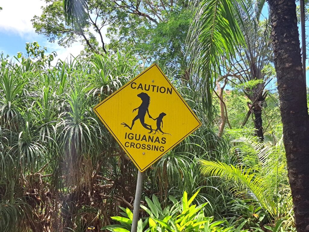 Der Gumbalimbapark Südküste Roatan West End - Bay Islands Honduras 7 Schild Iguanas Crossing