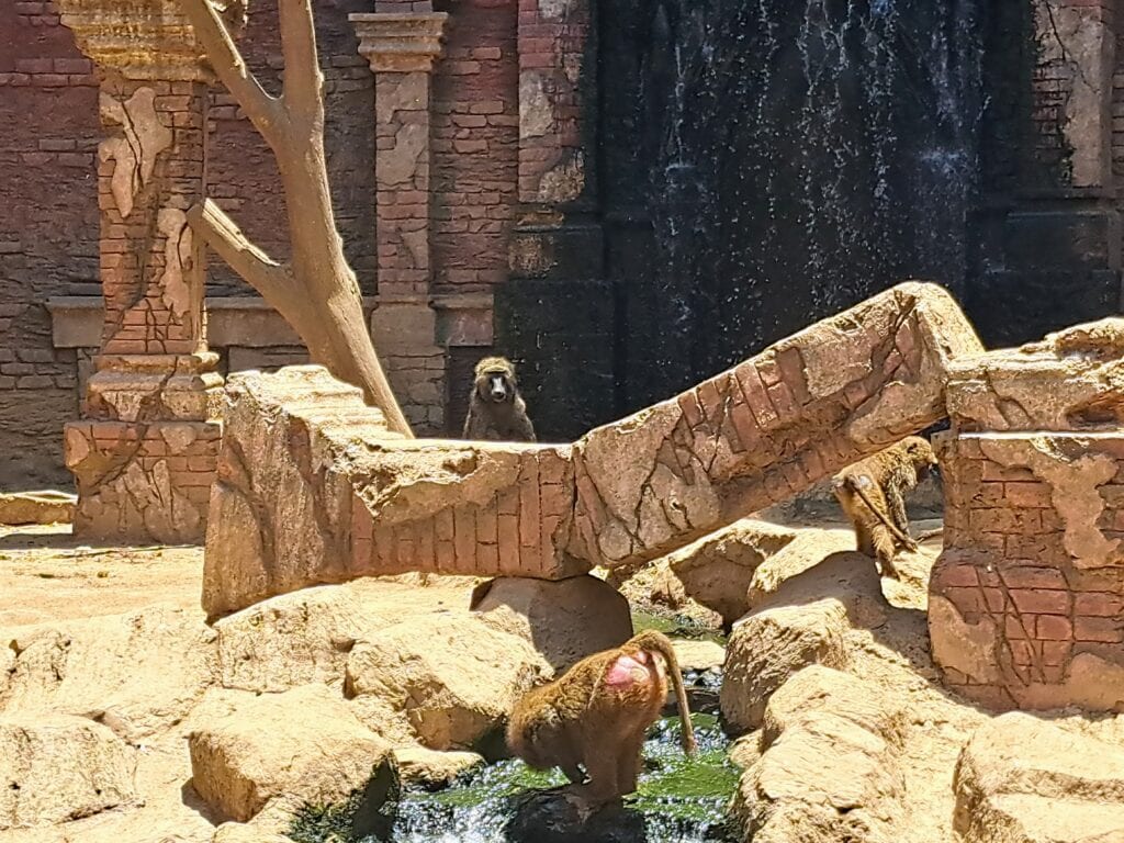 La Aurora - der Zoo von Guatemala - Stadt 13 Affen
