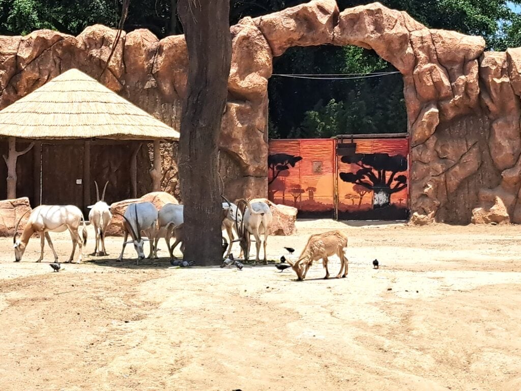 La Aurora - der Zoo von Guatemala - Stadt 14 Afrikagehege