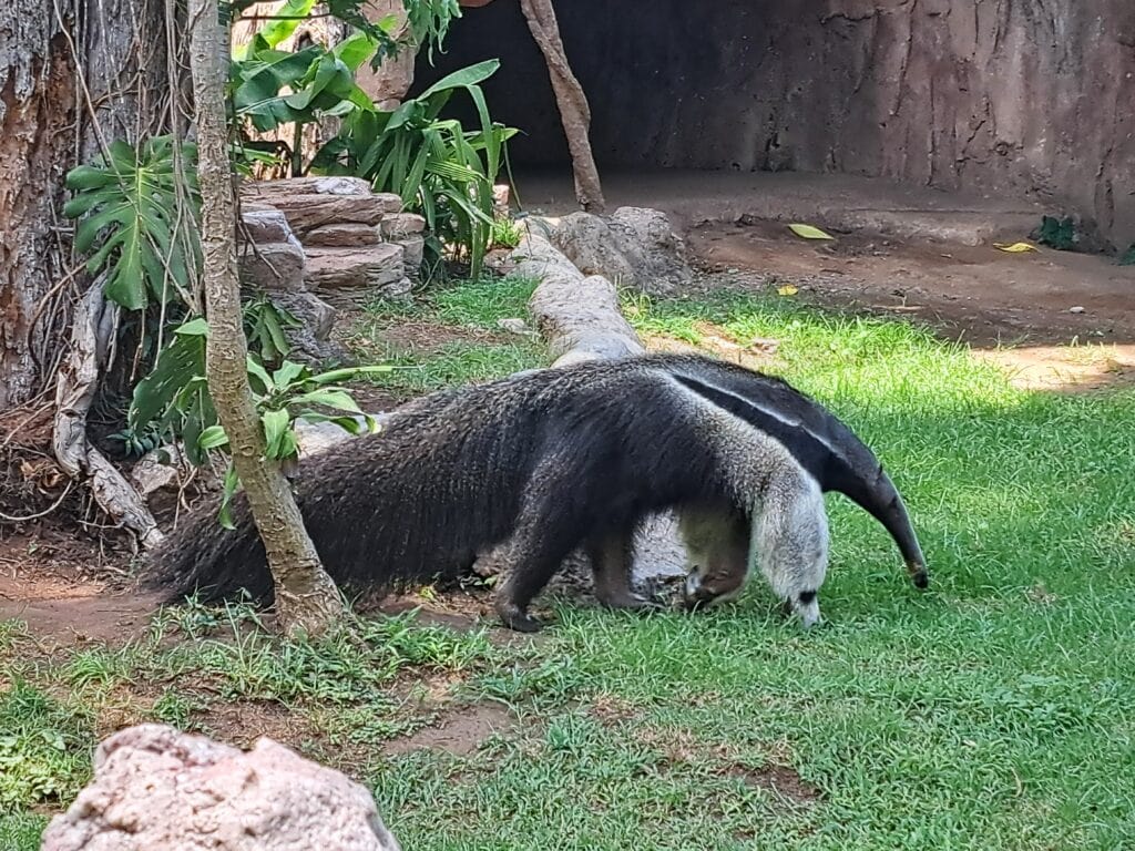 La Aurora - der Zoo von Guatemala - Stadt 7 Ameisenbaer